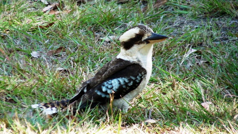 Blauflügelkookaburra
